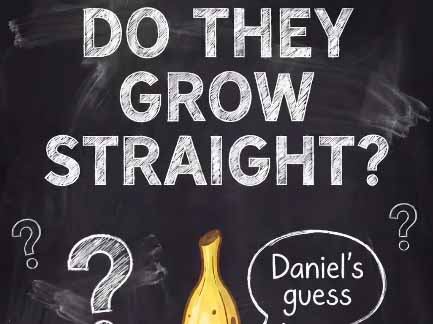 Bananas grow curved